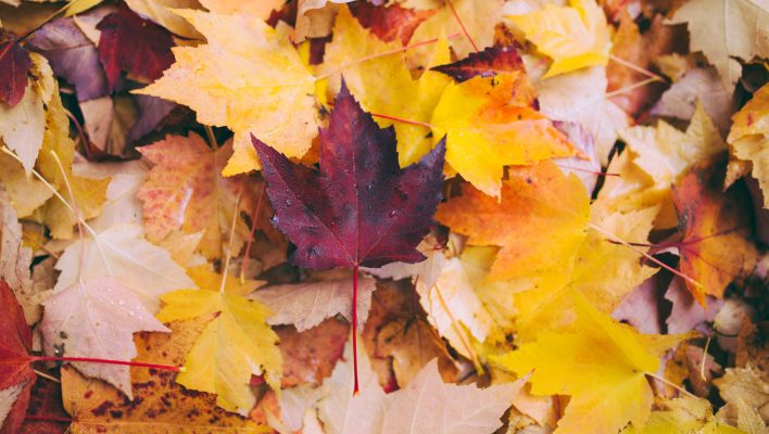 fall